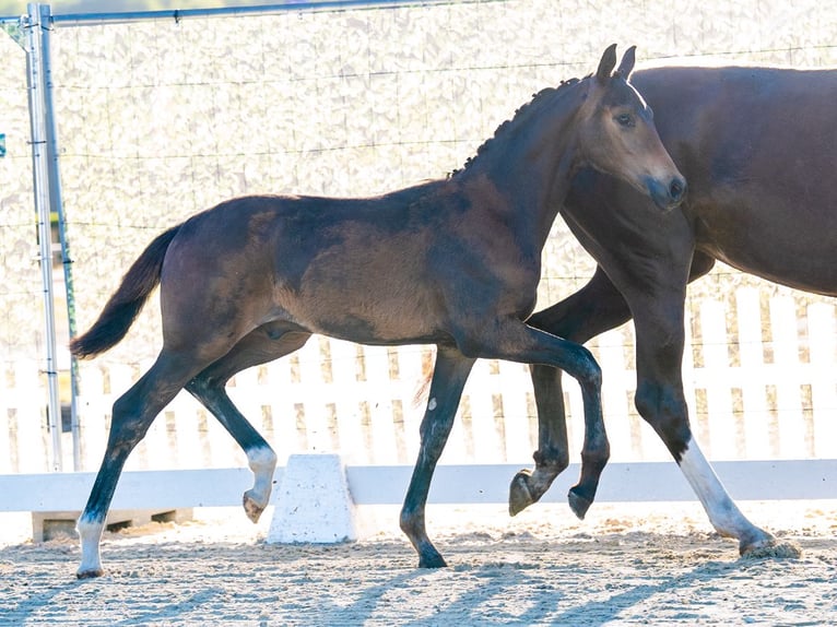 Westphalian Stallion Foal (04/2026) Bay-Dark in Mnster-Handorf