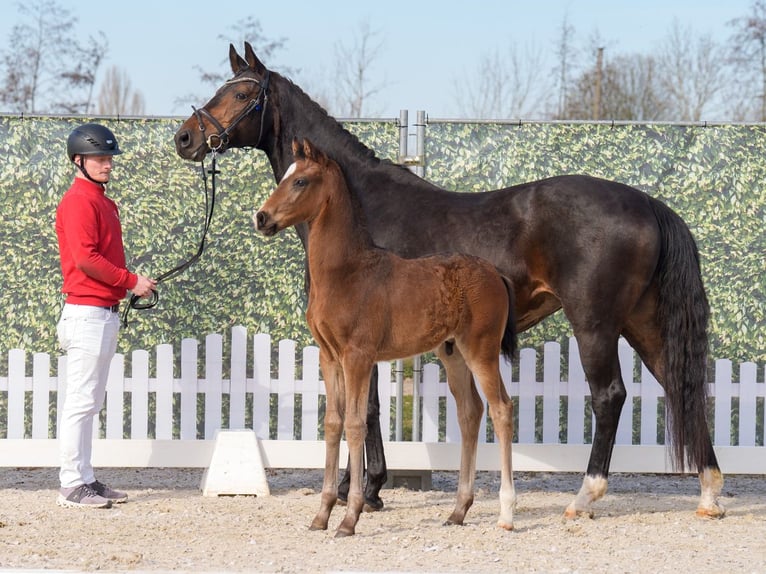 Westphalian Stallion  Bay-Dark in Mnster-Handorf