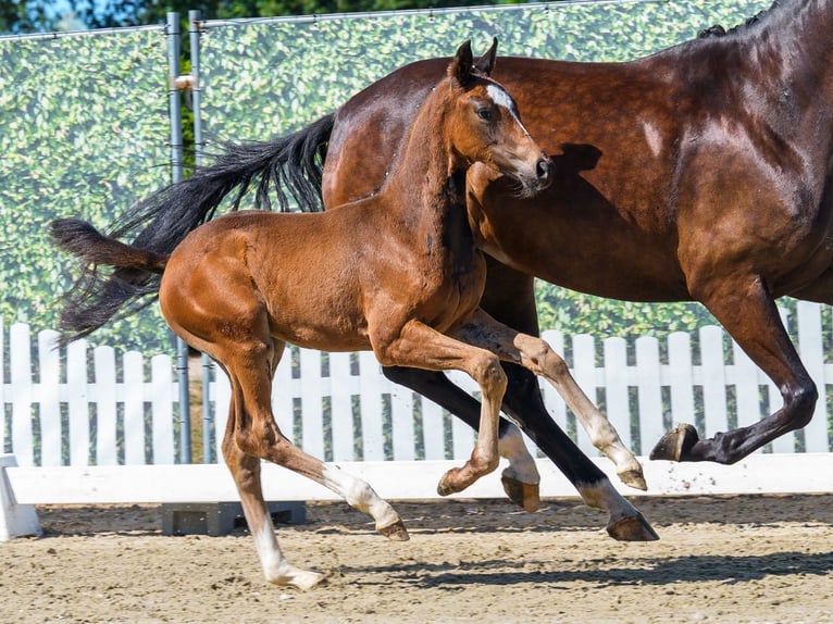 Westphalian Stallion Foal (06/2026) Bay-Dark in Mnster-Handorf