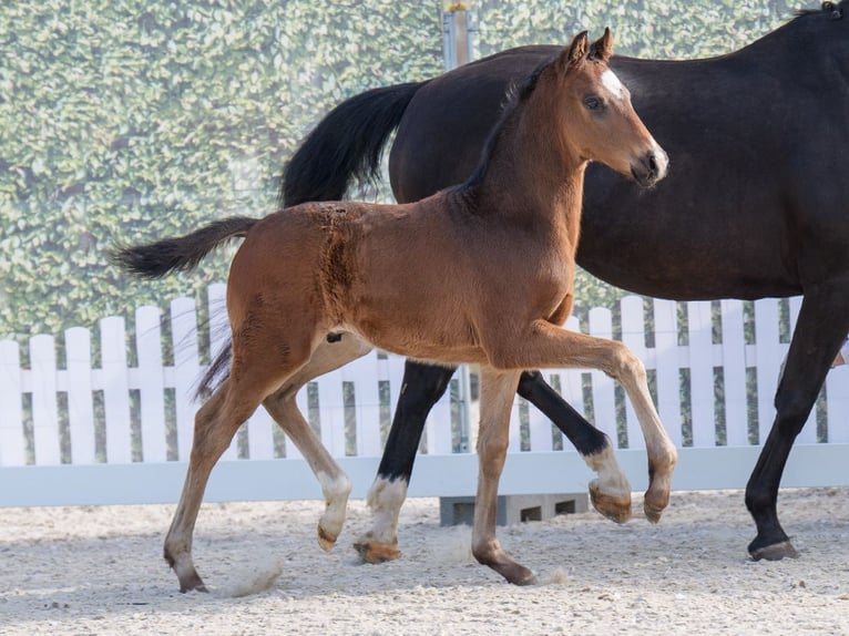 Westphalian Stallion  Bay-Dark in Mnster-Handorf