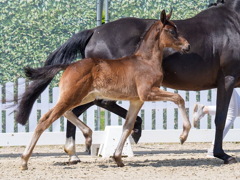 Westphalian Stallion  Bay-Dark in Mnster-Handorf