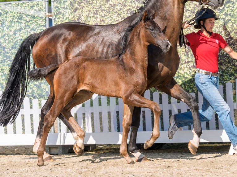 Westphalian Stallion Foal (05/2026) Bay-Dark in Mnster-Handorf