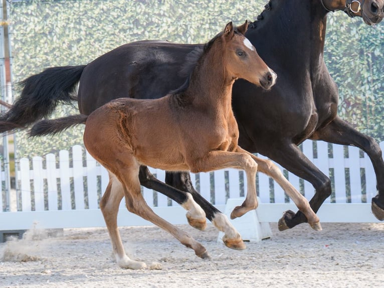 Westphalian Stallion  Bay-Dark in Mnster-Handorf