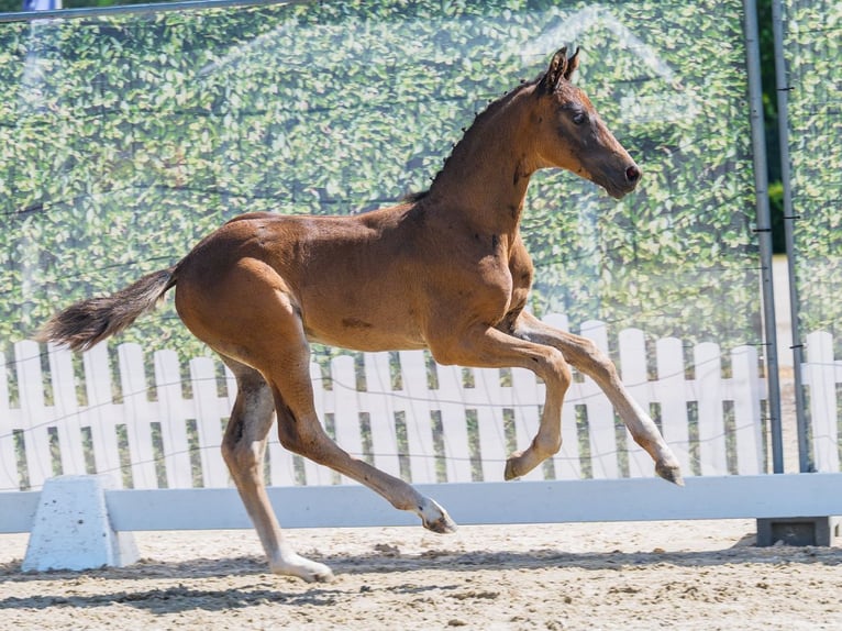 Westphalian Stallion Foal (06/2026) Bay-Dark in Mnster-Handorf