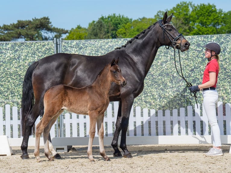 Westphalian Stallion  Bay-Dark in Mnster-Handorf