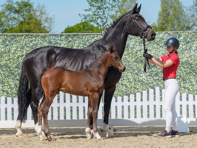 Westphalian Stallion  Bay-Dark in Mnster-Handorf