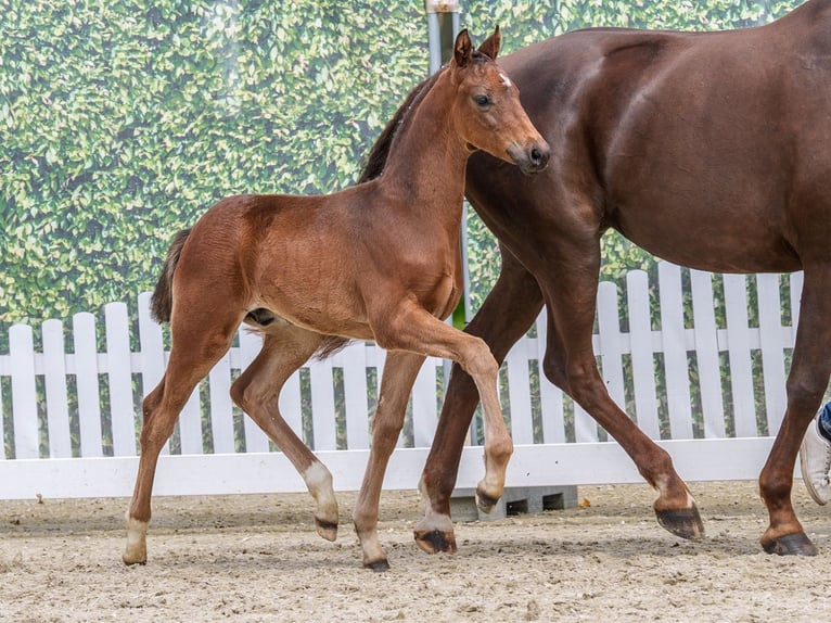 Westphalian Stallion Foal (04/2026) Bay-Dark in Mnster-Handorf