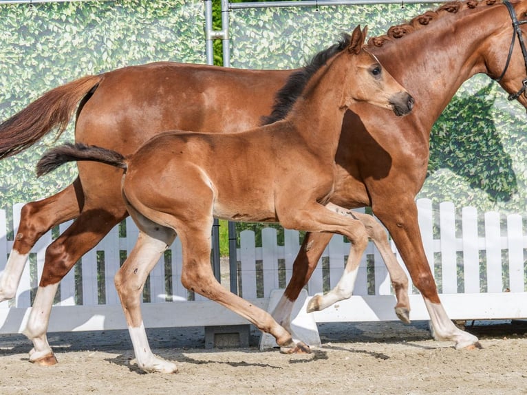 Westphalian Stallion Foal (03/2026) Bay-Dark in Mnster-Handorf