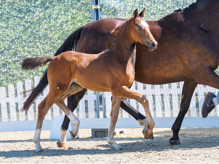 Westphalian Stallion Foal (06/2026) Bay-Dark in Mnster-Handorf