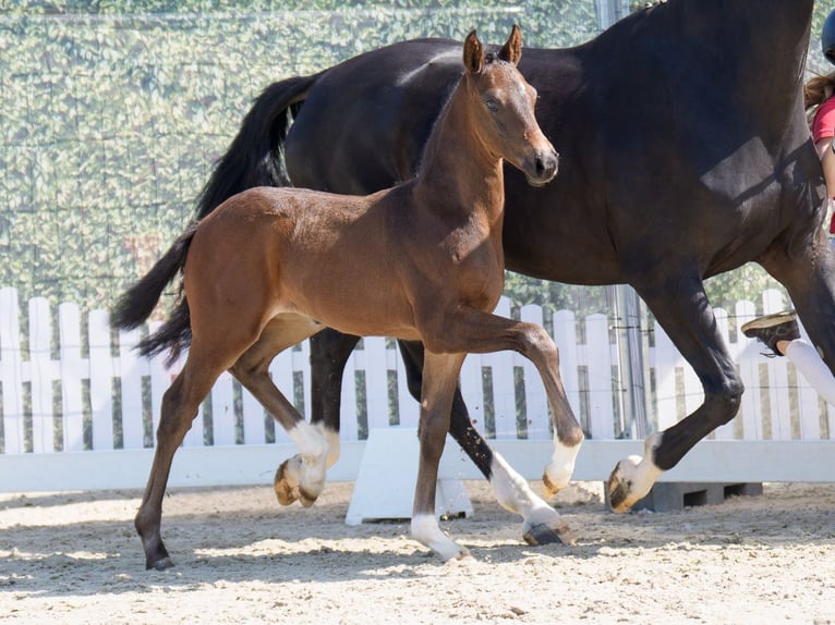 Westphalian Stallion  Bay-Dark in Mnster-Handorf