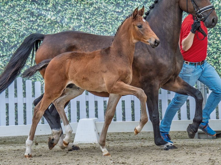 Westphalian Stallion  Bay-Dark in M&#xFC;nster Handorf