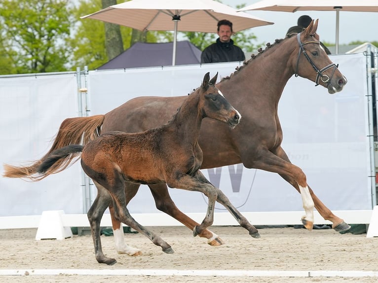 Westphalian Stallion Foal (01/2024) Bay-Dark in Münster-Handorf