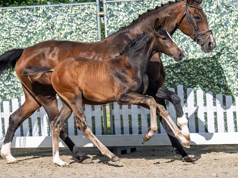Westphalian Stallion  Bay-Dark in M&#xFC;nster Handorf