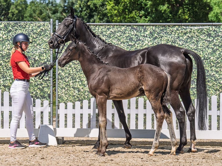 Westphalian Stallion  Bay-Dark in M&#xFC;nster Handorf