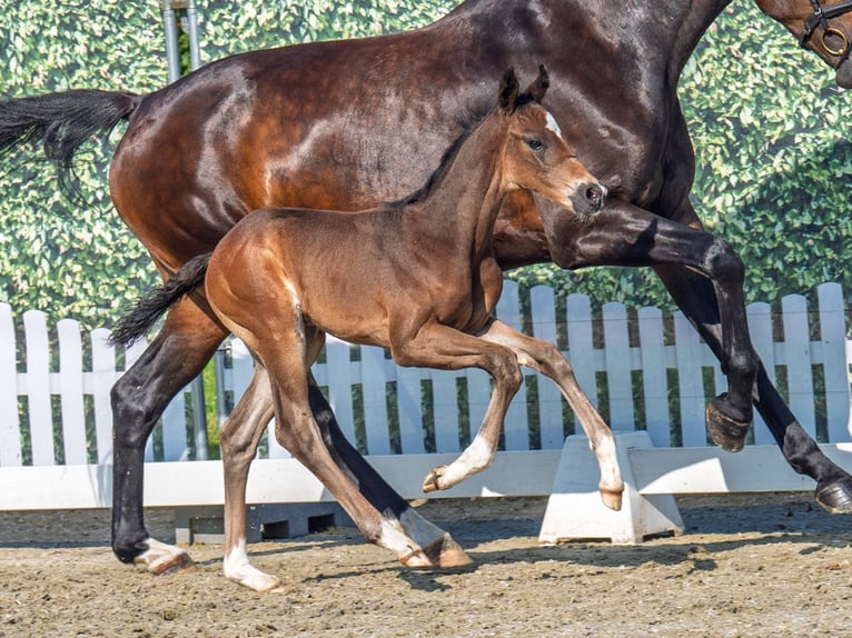 Westphalian Stallion  Bay-Dark in M&#xFC;nster Handorf