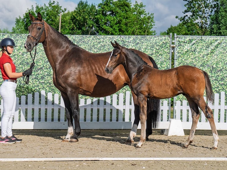 Westphalian Stallion  Bay-Dark in M&#xFC;nster Handorf