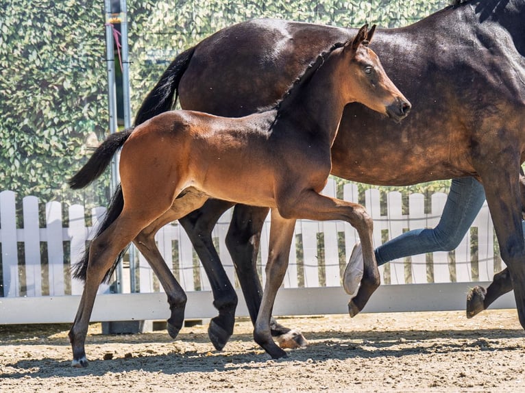 Westphalian Stallion  Bay-Dark in M&#xFC;nster Handorf