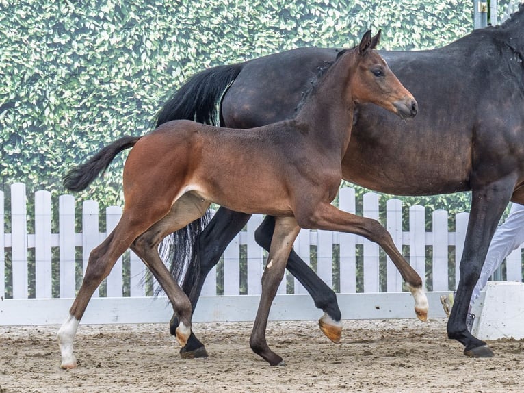 Westphalian Stallion  Bay-Dark in M&#xFC;nster Handorf