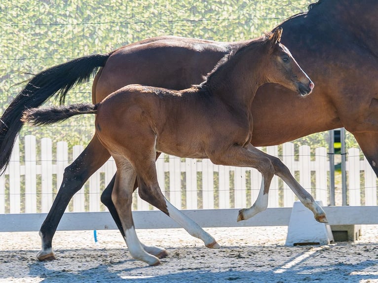 Westphalian Stallion Foal (04/2026) Bay-Dark in Münster-Handorf