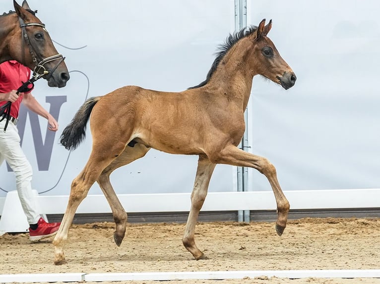 Westphalian Stallion Foal (05/2024) Bay-Dark in Münster-Handorf