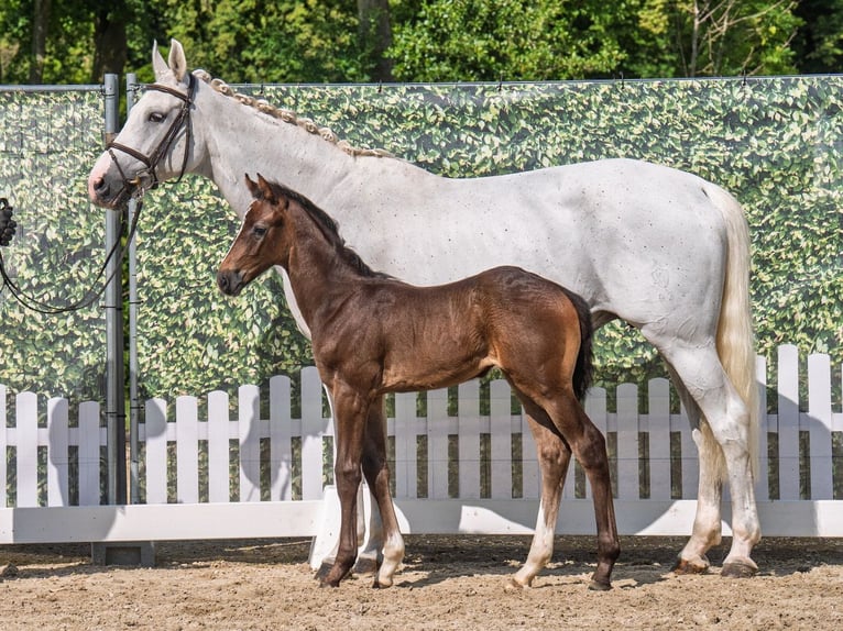 Westphalian Stallion  Bay-Dark in M&#xFC;nster Handorf