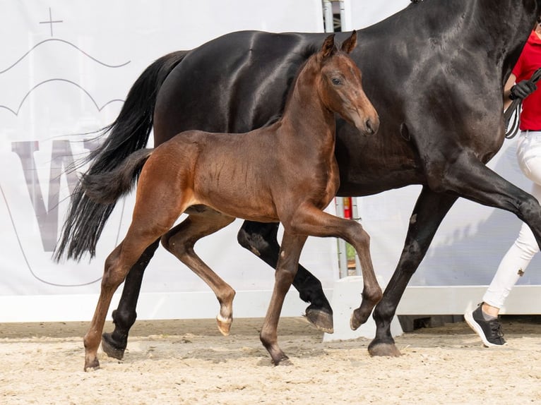 Westphalian Stallion Foal (07/2024) Bay-Dark in Münster-Handorf