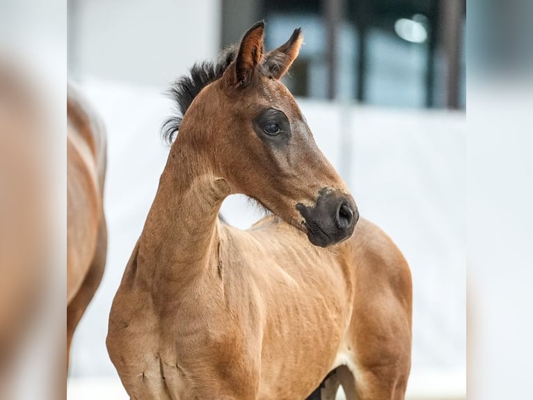 Westphalian Stallion Foal (05/2024) Bay-Dark in Münster-Handorf