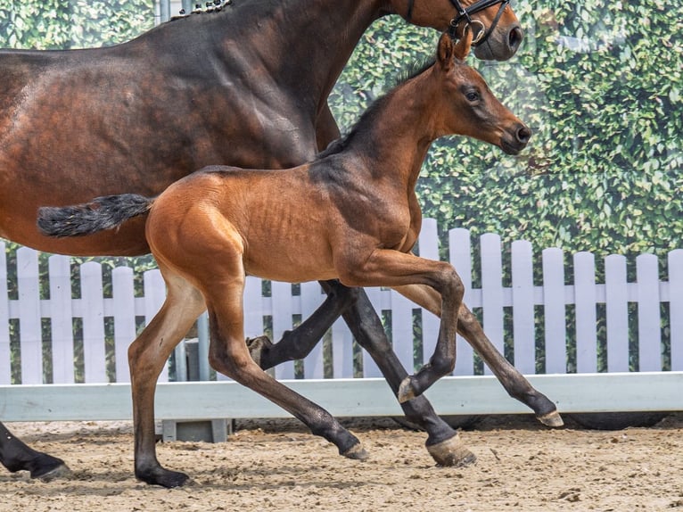 Westphalian Stallion  Bay-Dark in M&#xFC;nster Handorf