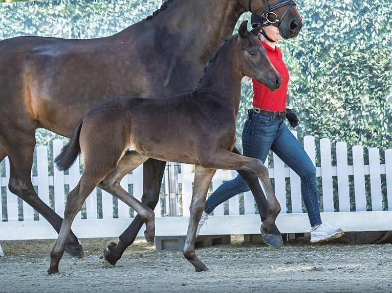Westphalian Stallion  Bay-Dark in M&#xFC;nster Handorf