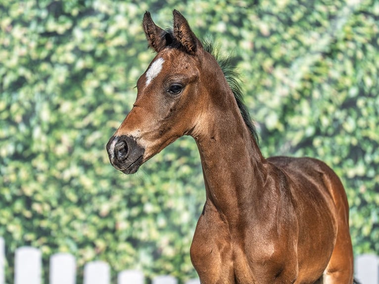 Westphalian Stallion  Bay-Dark in M&#xFC;nster Handorf