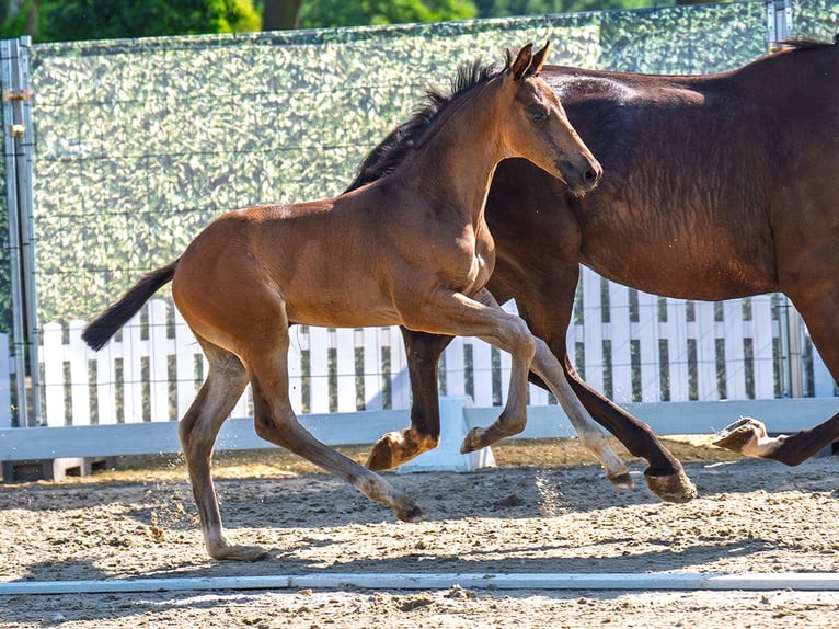 Westphalian Stallion  Bay-Dark in M&#xFC;nster Handorf