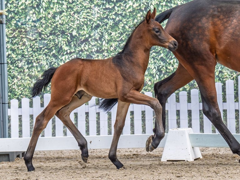 Westphalian Stallion  Bay-Dark in M&#xFC;nster Handorf