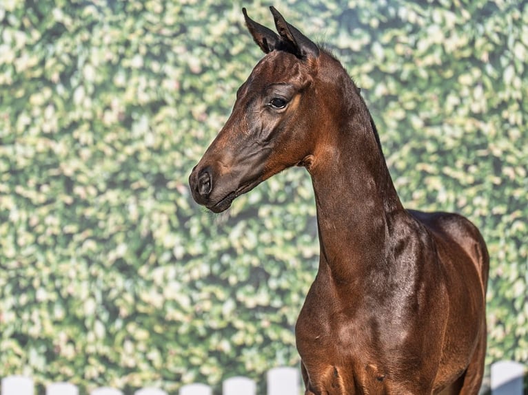 Westphalian Stallion  Bay-Dark in M&#xFC;nster Handorf