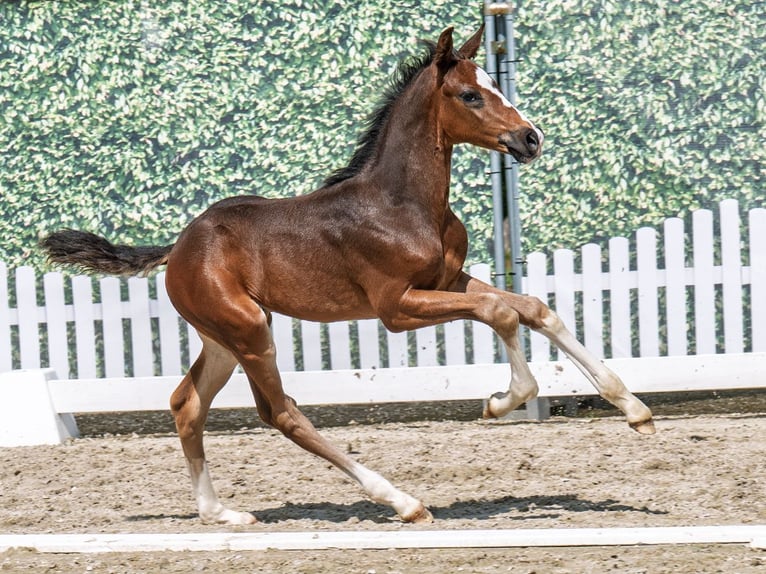 Westphalian Stallion  Bay-Dark in M&#xFC;nster Handorf