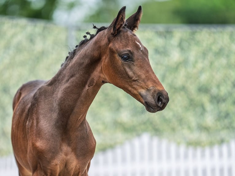 Westphalian Stallion  Bay-Dark in M&#xFC;nster Handorf
