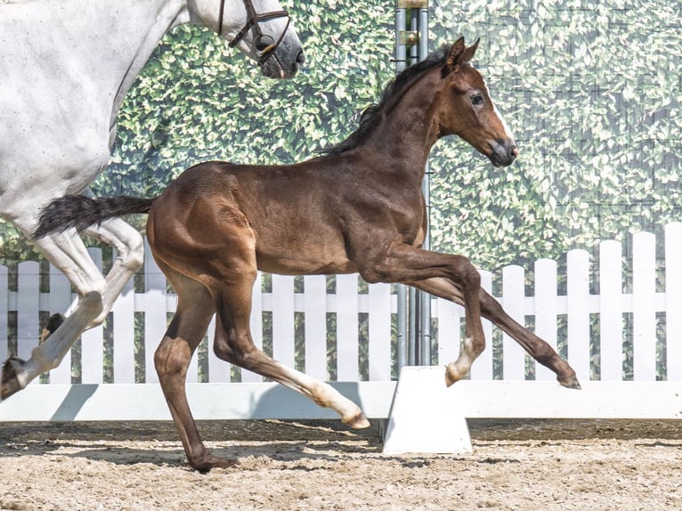 Westphalian Stallion  Bay-Dark in M&#xFC;nster Handorf