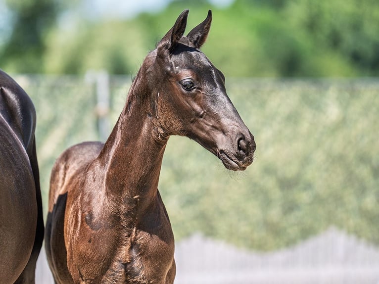 Westphalian Stallion  Bay-Dark in M&#xFC;nster Handorf