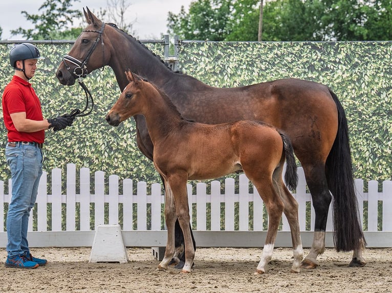 Westphalian Stallion  Bay-Dark in M&#xFC;nster Handorf