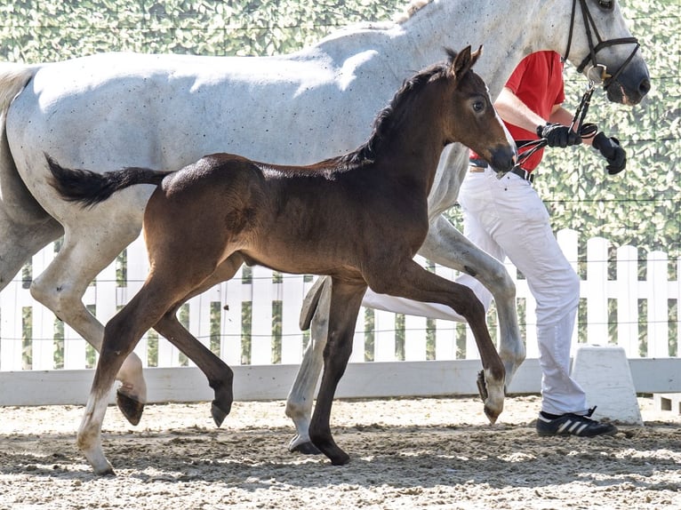 Westphalian Stallion  Bay-Dark in M&#xFC;nster Handorf