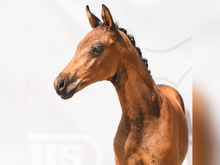 Westphalian Stallion Foal (06/2024) Bay-Dark in Münster-Handorf