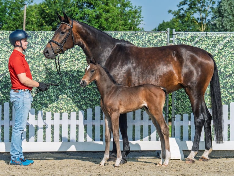 Westphalian Stallion  Bay-Dark in M&#xFC;nster Handorf