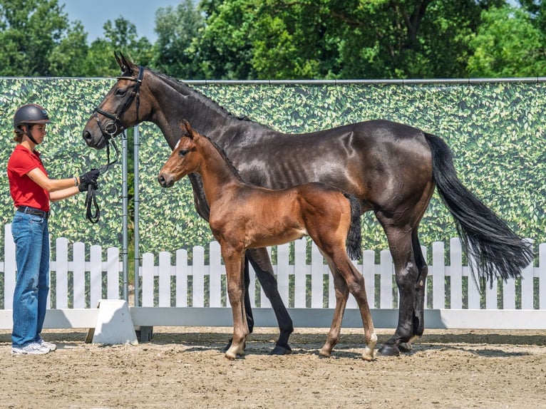 Westphalian Stallion  Bay-Dark in M&#xFC;nster Handorf