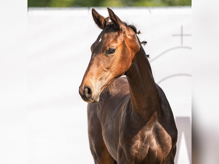 Westphalian Stallion Foal (04/2024) Bay-Dark in Münster-Handorf