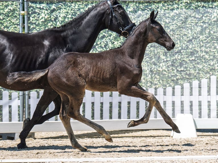 Westphalian Stallion  Bay-Dark in M&#xFC;nster Handorf