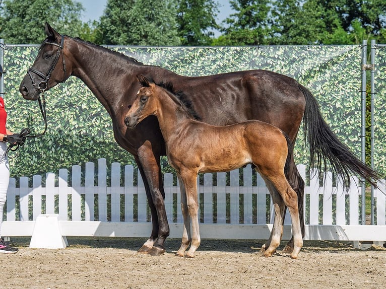 Westphalian Stallion  Bay-Dark in M&#xFC;nster Handorf