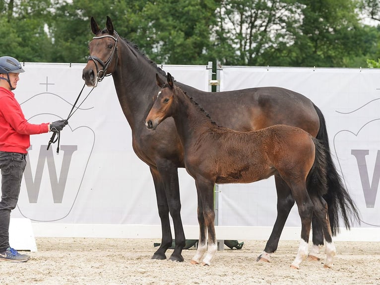 Westphalian Stallion Foal (03/2024) Bay-Dark in Münster-Handorf