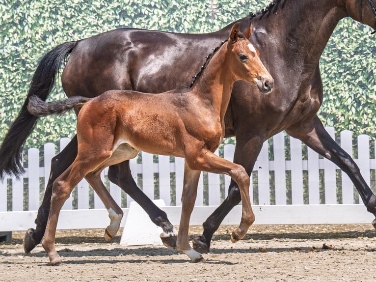 Westphalian Stallion  Bay-Dark in M&#xFC;nster Handorf