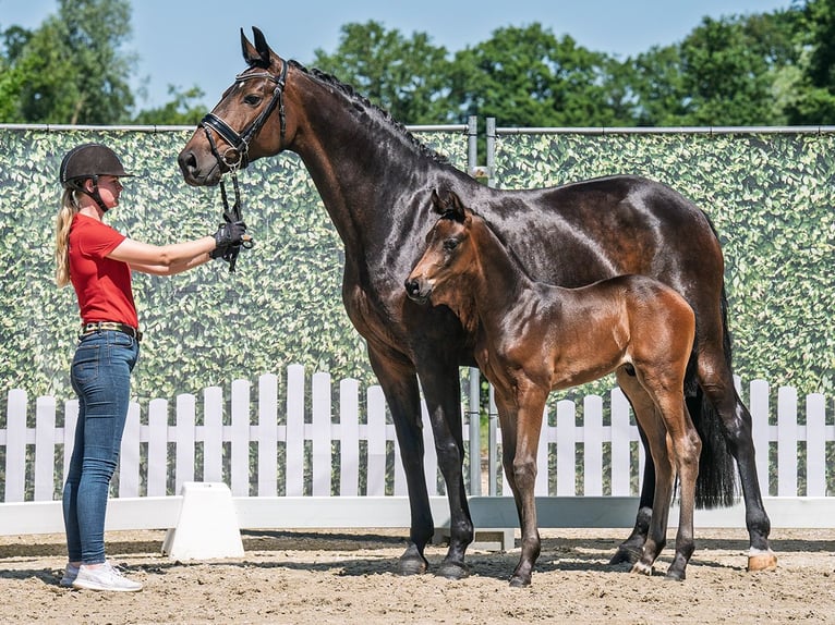 Westphalian Stallion  Bay-Dark in M&#xFC;nster Handorf