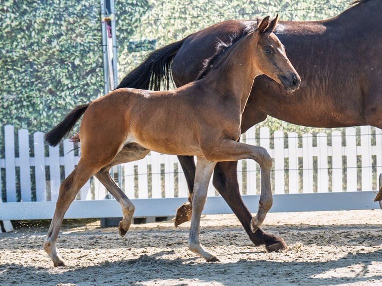 Westphalian Stallion  Bay-Dark in M&#xFC;nster Handorf