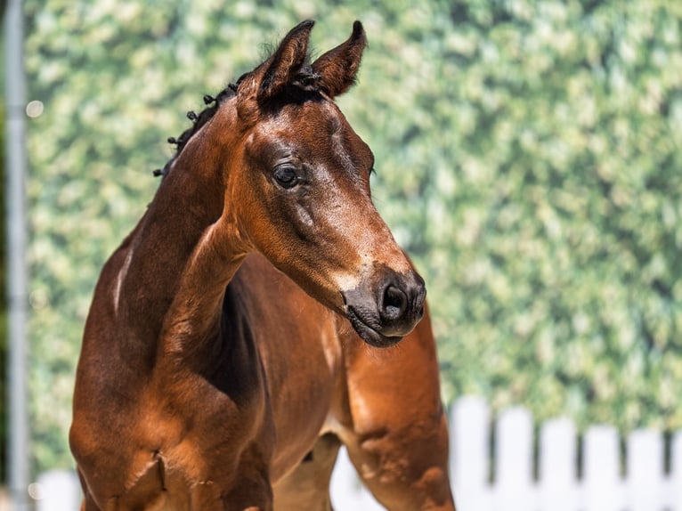 Westphalian Stallion  Bay-Dark in M&#xFC;nster Handorf
